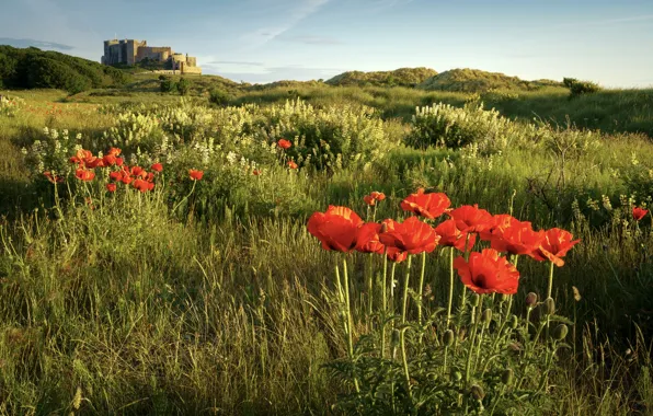 Greens, field, summer, the sky, grass, flowers, castle, hills
