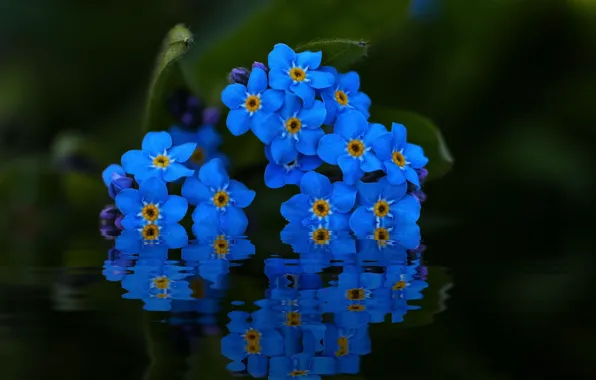 Water, macro, reflection, forget-me-nots