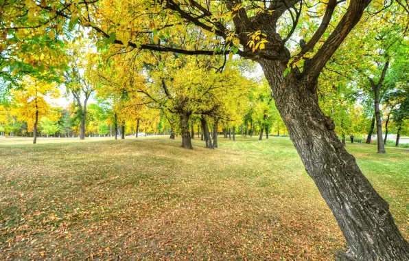 Autumn, leaves, bench, Park, tree