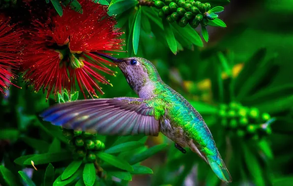 WINGS, FLIGHT, FLOWER, BIRD, PAINTING, HUMMINGBIRD, NECTAR