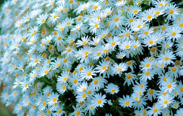 Chamomile, white, a lot