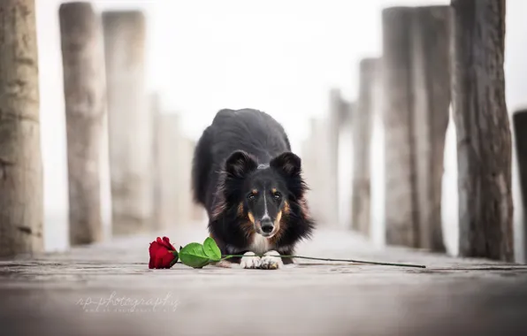 Picture flower, rose, dog