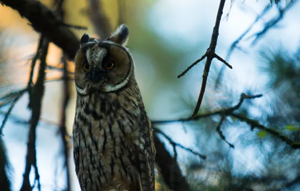 Greens, summer, leaves, sunrise, background, owl, bird, morning