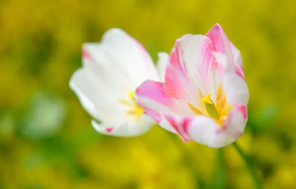 Background, petals, tulips, Duo