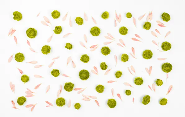 White, flowers, background, green, Pink, white, flower, background
