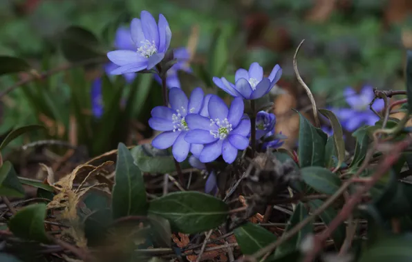 Picture leaves, flowers, blue, glade, spring, lilac, bokeh, Pechenocna