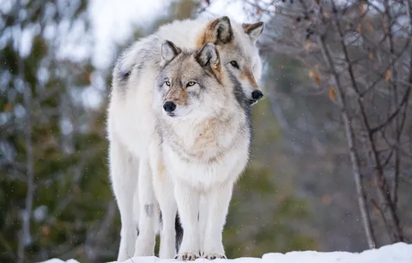 Winter, forest, snow, branches, pose, wolf, pair, wolves