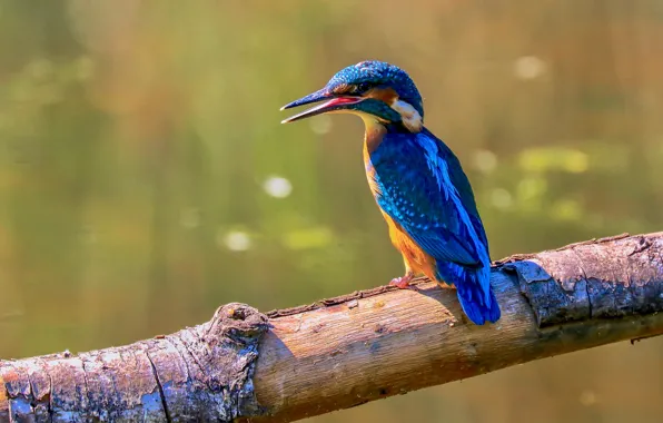 Picture background, bird, log, Kingfisher