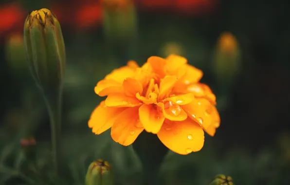 Flower, orange, petals