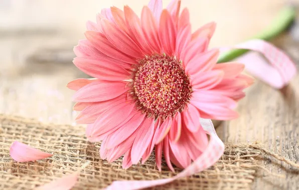 Picture flower, pink, ribbon, gerbera