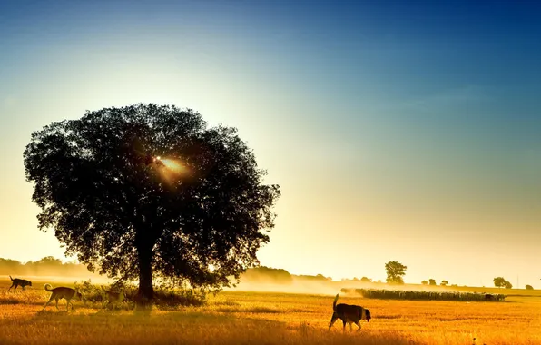 Dogs, summer, nature, tree, sheep, flock