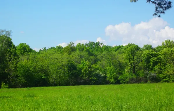 Trees, Pasas, Green