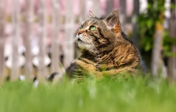 Cat, grass, cat, look, face, grey, the fence, portrait