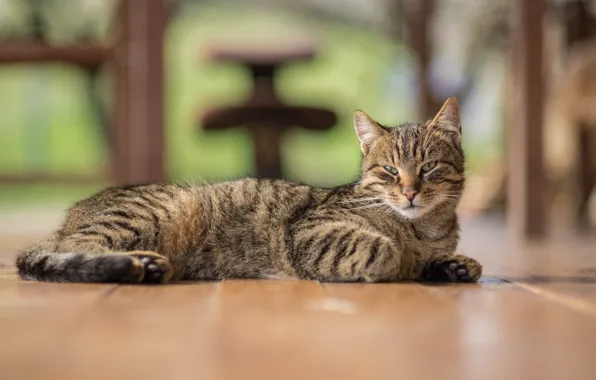 Look, lies, cat