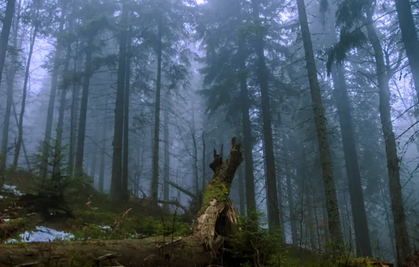 Forest, trees, nature, fog, twilight, Ukraine, Ukraine, Carpathians