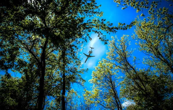 Picture forest, the sky, trees, the plane, the top