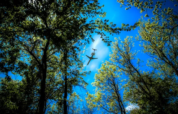 Forest, the sky, trees, the plane, the top