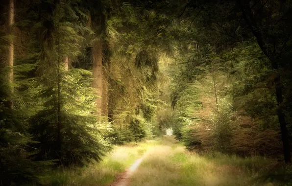 Picture road, forest, summer
