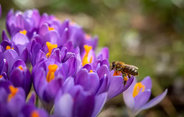 Macro, flowers, bee, spring, crocuses, insect, lilac, bokeh