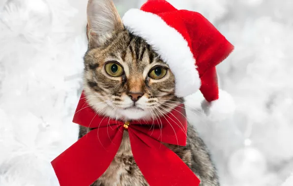 Picture cat, look, new year