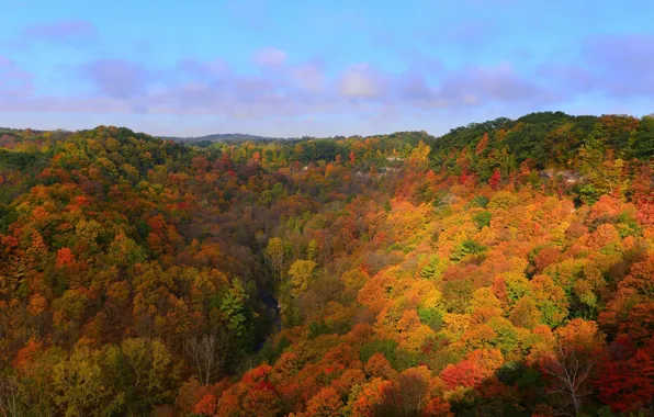 Autumn, forest, trees, nature, color