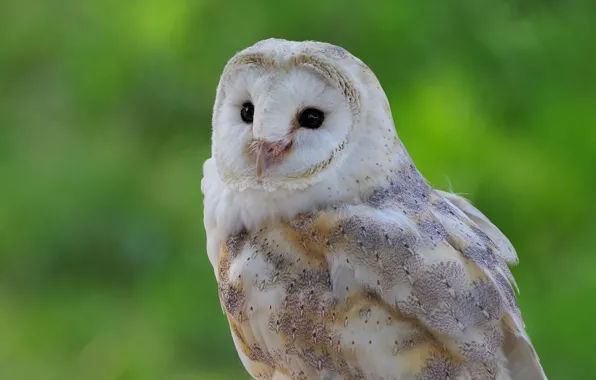 Picture owl, bird, portrait, the barn owl