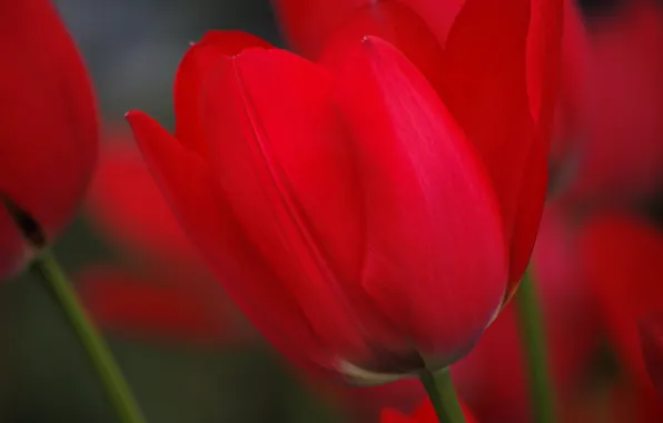 Flowers, spring, petals, tulips
