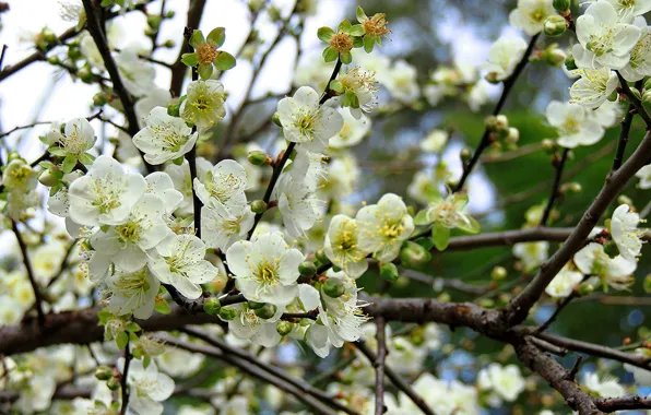 Trees, flowers, branches, spring, flowering, fruit