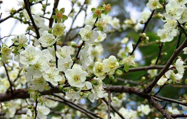 Flowers, tree, branch, spring, flowering, fruit