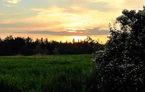 The evening, barberry, clouds blooming Bush, Dawn