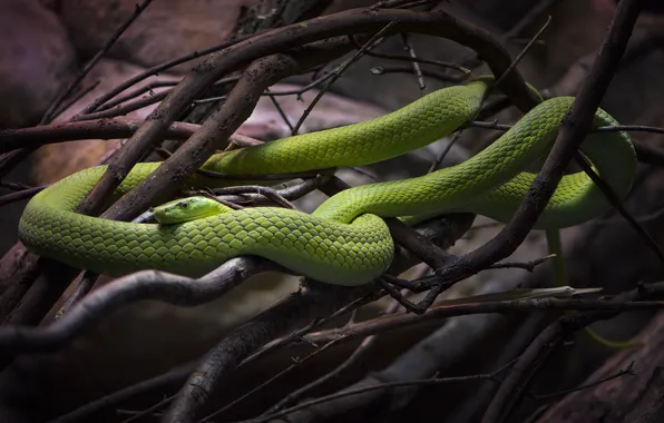 Branches, nature, snake
