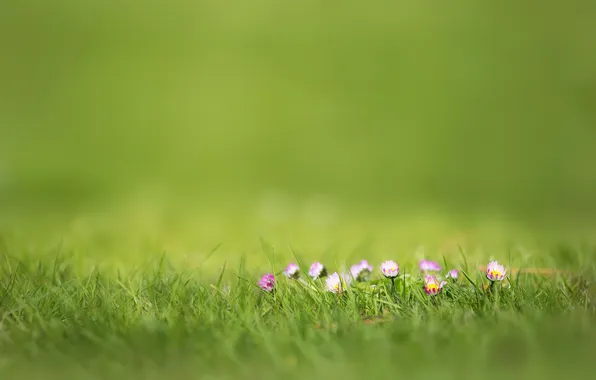 Grass, flowers, nature, pink, blur, Daisy, focus