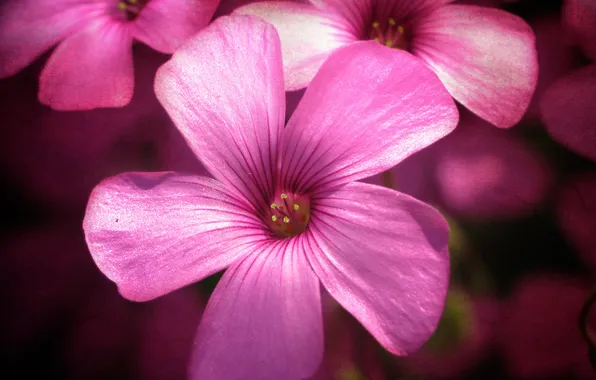 Stars, pink, the middle