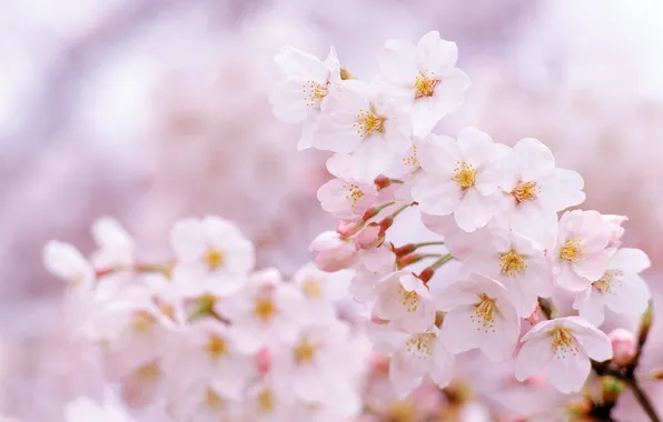 Picture flowers, nature, cherry, branch, spring, Sakura, flowering