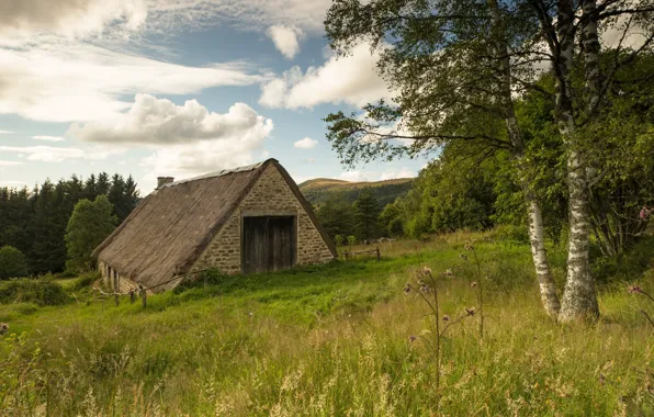 Summer, the barn, birch