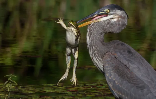 Picture frog, Heron, mining