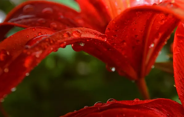Flower, drops, macro, Lily, petals, red, red, Flowers