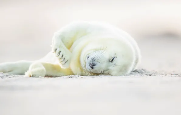 Picture white, cub, glennamaddy seal, hook-nosed seal, tevak, grey seal, Halichoerus grypus