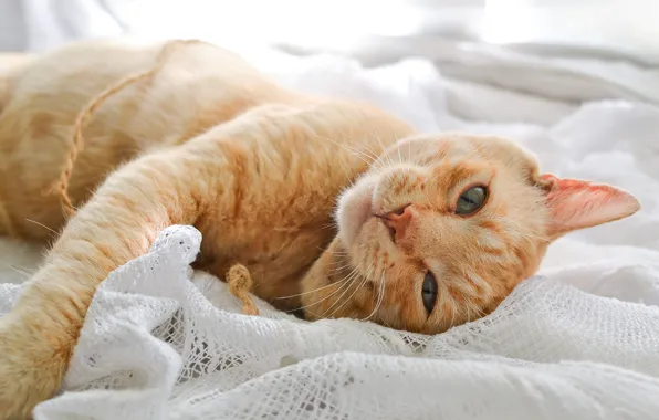 Cat, cat, look, light, pose, stay, paws, window