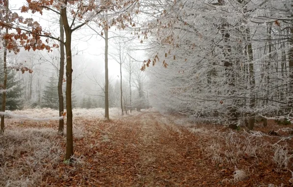 Picture forest, landscape, nature, tree