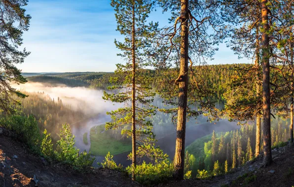 Picture forest, the sun, trees, mountains, fog, river, dawn