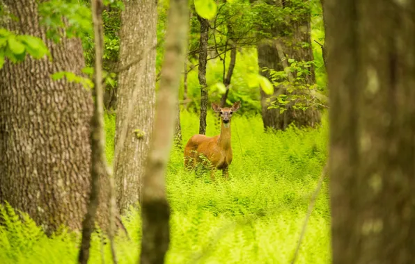 Forest, summer, deer, thicket, green