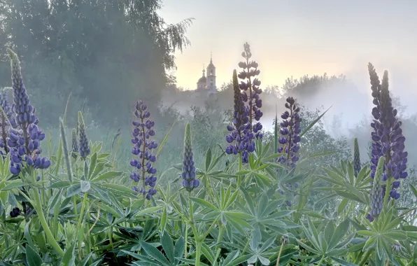 Picture field, flowers, Church, lupins