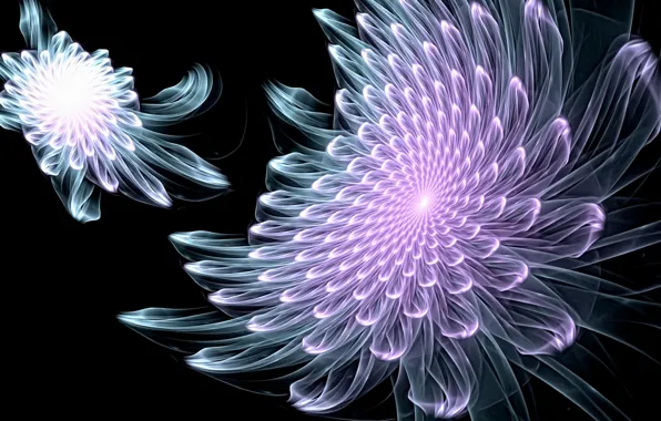Abstraction, rendering, fantasy, fractals, black background, picture, glowing lines, fantastic flowers