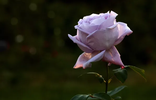 Flower, flowers, the dark background, rose, roses, Bud, lilac