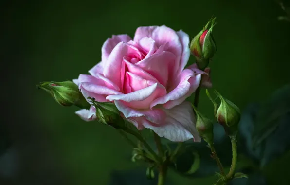 Close-up, blurred background, pink rose