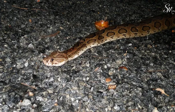 Snake, Night, Real, Flash, Stones