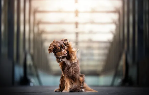 Look, pose, the wind, paw, dog, red, sitting, gesture