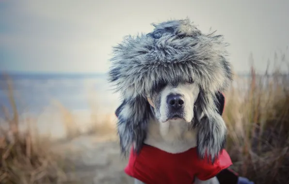 Background, dog, hat