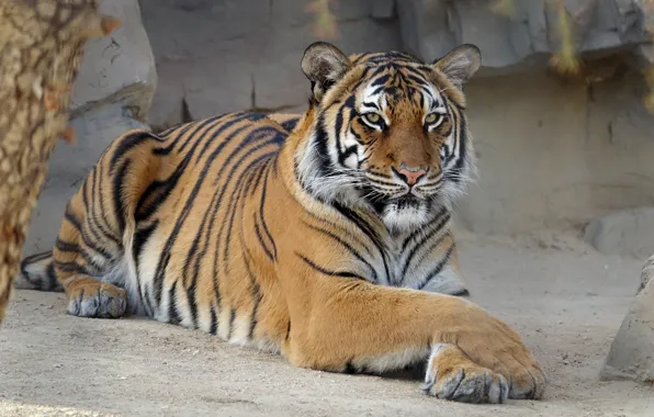 Look, face, tiger, pose, stones, rocks, stay, paws